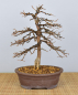 Preview: Bonsai Outdoor, Japanische Lärche (Larix kaempferi)